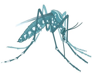 Limit Mosquito Populations Around the Home