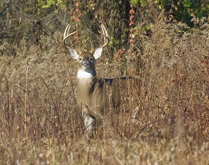 Deer Archery Begins Saturday
