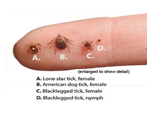 TCHD Provides Tips on Avoiding Ticks