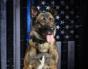 K-9 Bruno – PK9A®