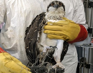 Entangled Osprey Rescued