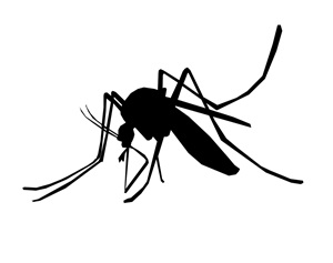 Mosquitoes Test Positive for West Nile Virus in Dover, New Philadelphia