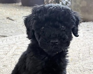 Community Support Sees New Therapy Dog for Noah’s Hope
